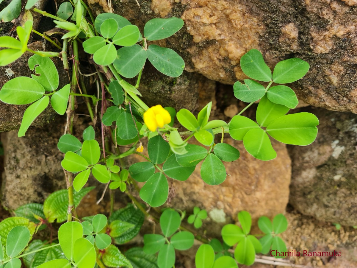 Arachis pintoi Krapov. & W.C.Greg.